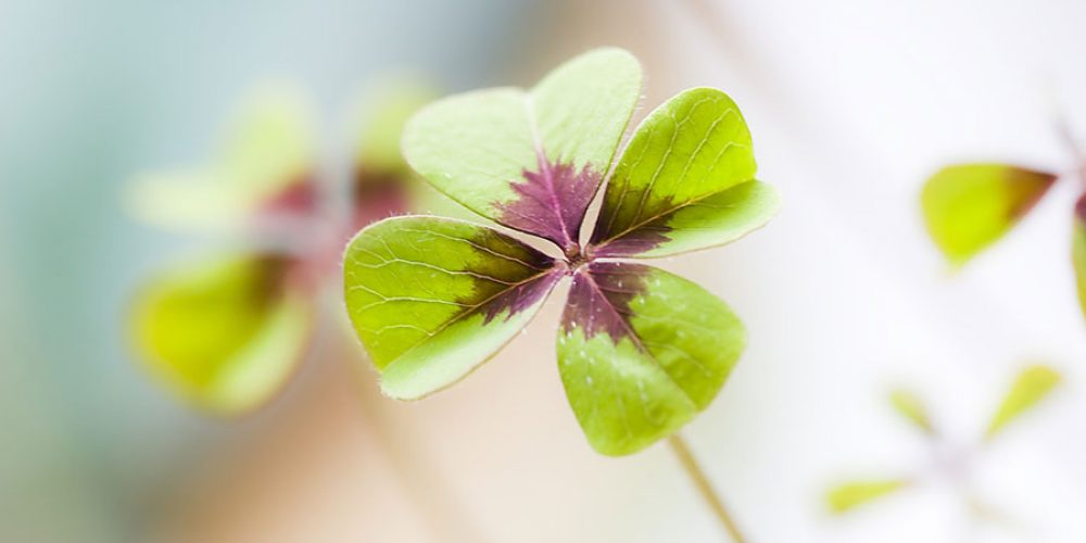 Neue Messen, viele neue Partner und viele Wiederholer!