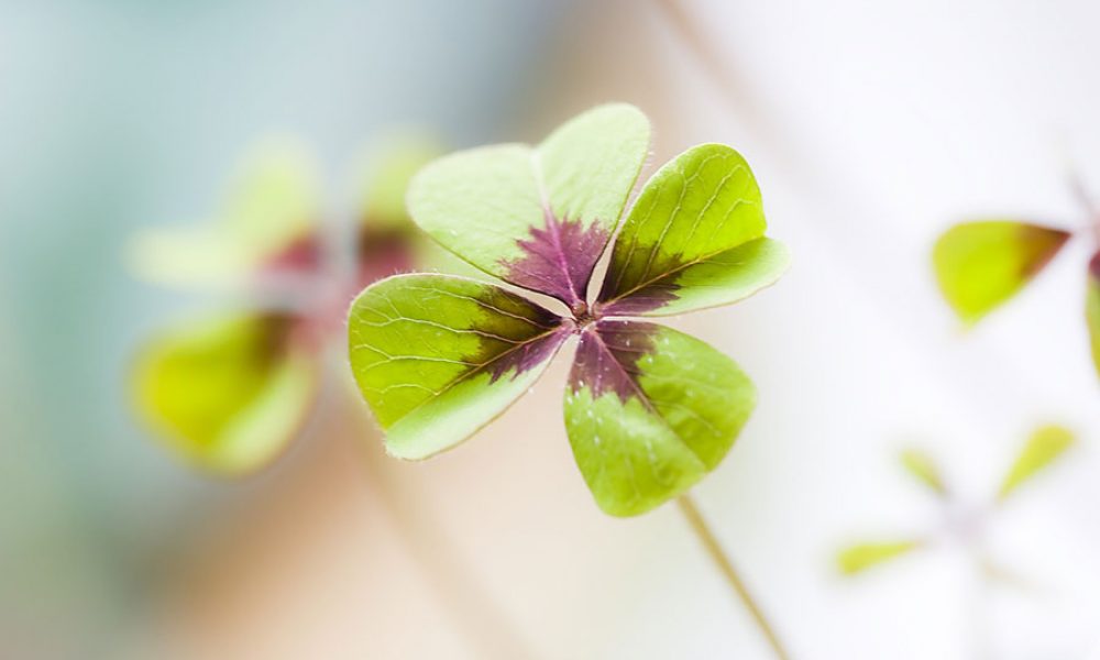 Neue Messen, viele neue Partner und viele Wiederholer!