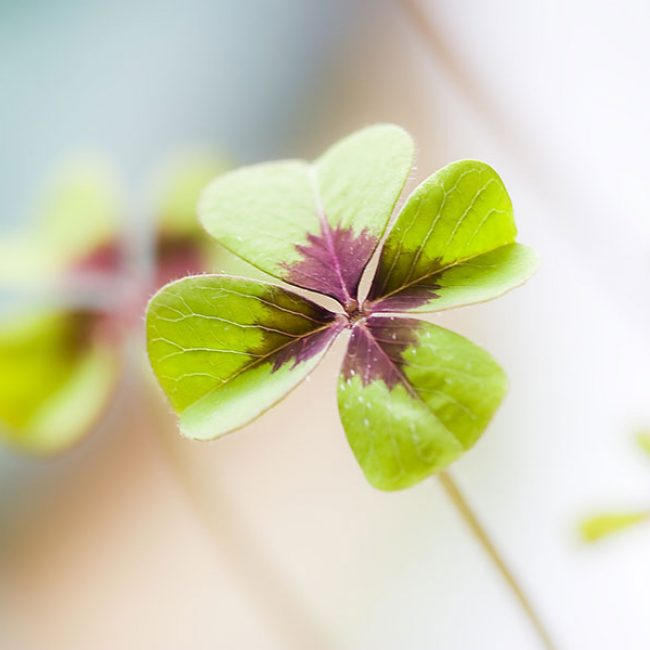 Neue Messen, viele neue Partner und viele Wiederholer!